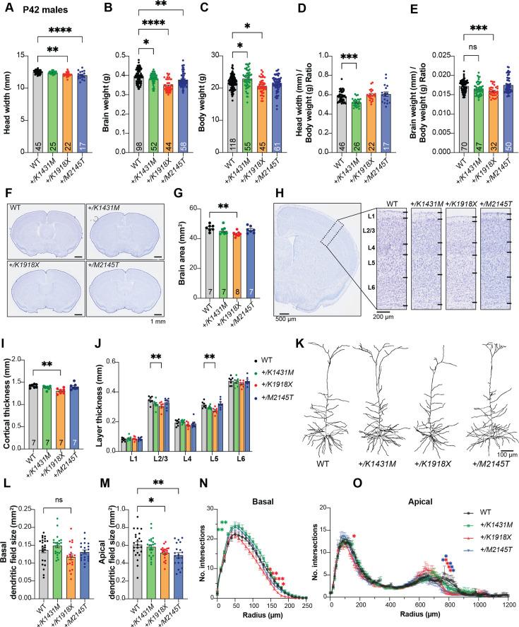 https://cdn.ncbi.nlm.nih.gov/pmc/blobs/2308/12148328/389a38ce9a8d/elife-103620-fig3.jpg