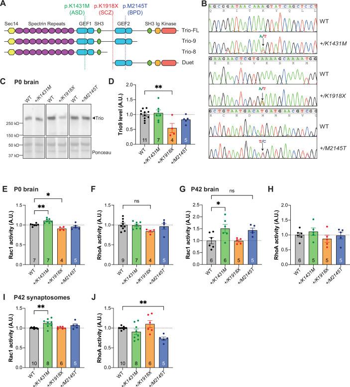 https://cdn.ncbi.nlm.nih.gov/pmc/blobs/2308/12148328/d880cf05aa9a/elife-103620-fig1.jpg