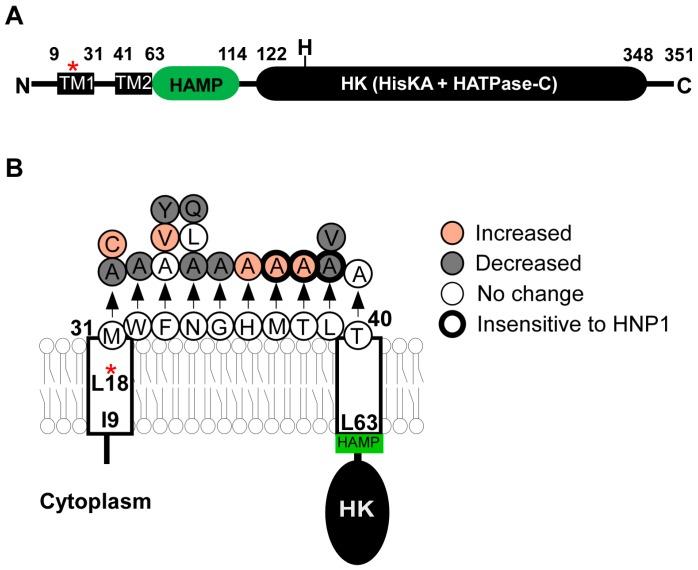 https://cdn.ncbi.nlm.nih.gov/pmc/blobs/2341/5083920/0e0ec0bcff13/genes-07-00081-g002.jpg