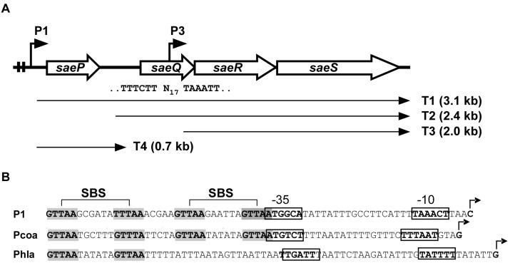 https://cdn.ncbi.nlm.nih.gov/pmc/blobs/2341/5083920/97b4378e88f1/genes-07-00081-g001.jpg