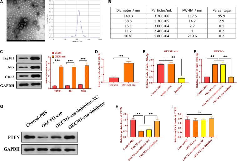 https://cdn.ncbi.nlm.nih.gov/pmc/blobs/236a/8019696/6847e69a11e5/fcell-09-616306-g002.jpg