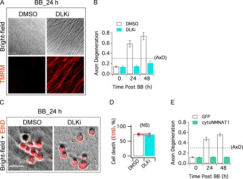 https://cdn.ncbi.nlm.nih.gov/pmc/blobs/239d/7401797/6013928f0c90/JCB_201912047_FigS7.jpg