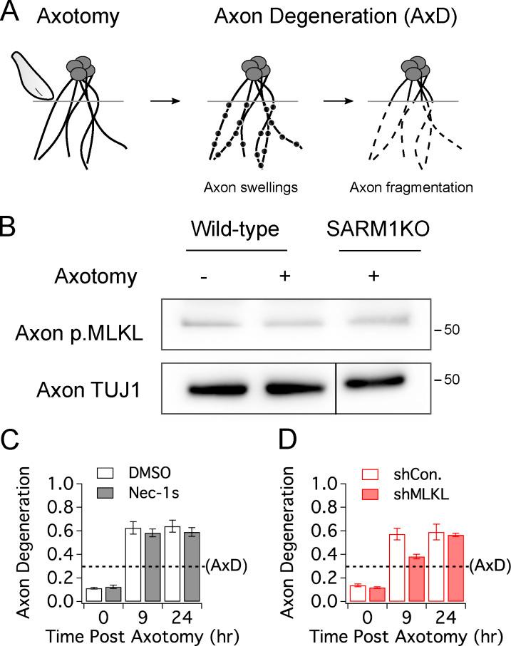 https://cdn.ncbi.nlm.nih.gov/pmc/blobs/239d/7401797/8da820c77f09/JCB_201912047_FigS8.jpg