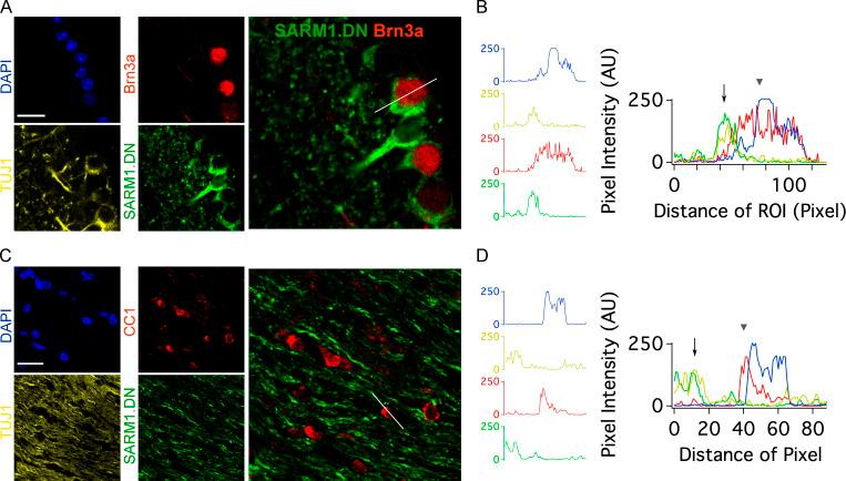 https://cdn.ncbi.nlm.nih.gov/pmc/blobs/239d/7401797/c1ccb65c4b87/JCB_201912047_FigS1.jpg