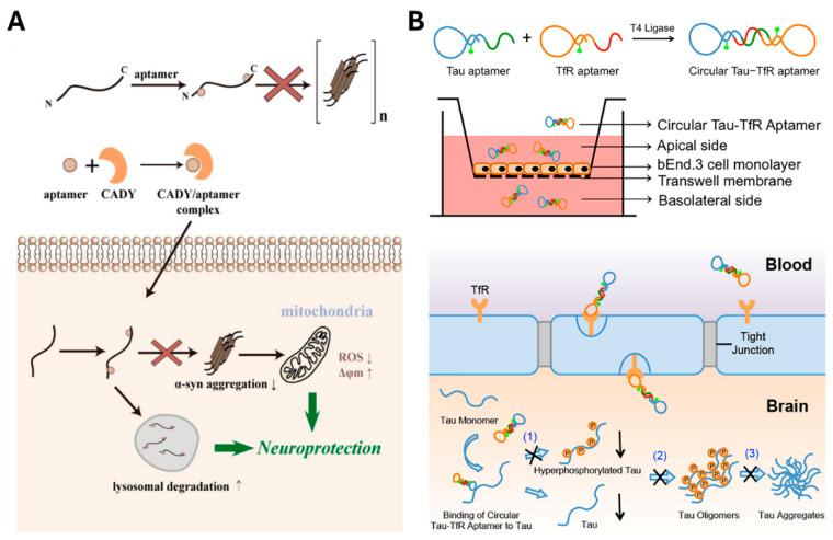 https://cdn.ncbi.nlm.nih.gov/pmc/blobs/23a3/12024714/30dbc3c924c5/biosensors-15-00232-g005.jpg