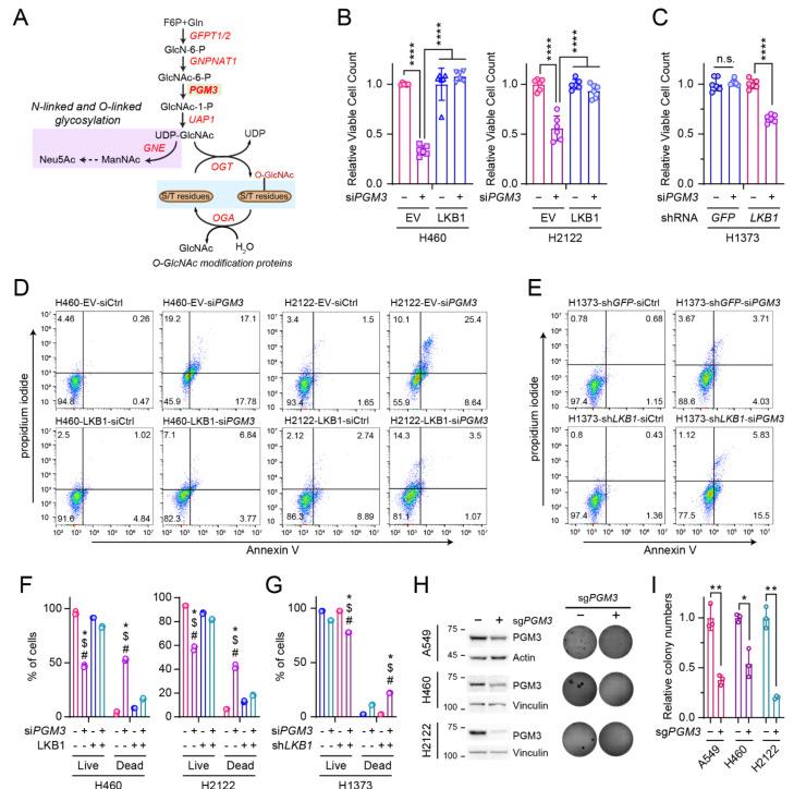 https://cdn.ncbi.nlm.nih.gov/pmc/blobs/23cf/8750012/45b42dde9763/cells-11-00176-g003.jpg