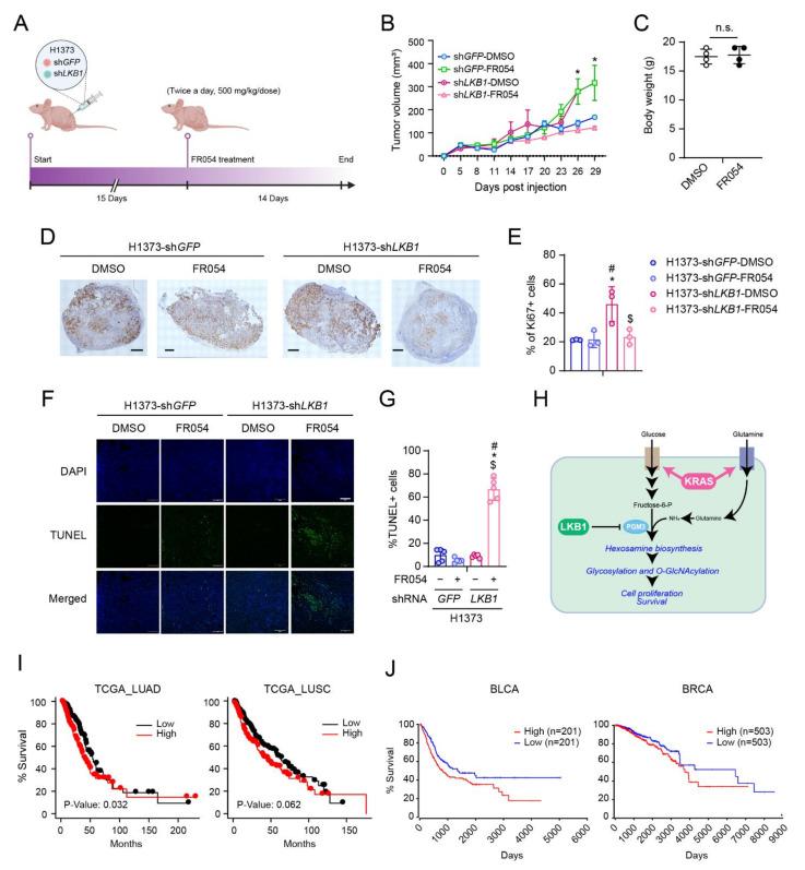 https://cdn.ncbi.nlm.nih.gov/pmc/blobs/23cf/8750012/5e64093ec135/cells-11-00176-g006.jpg