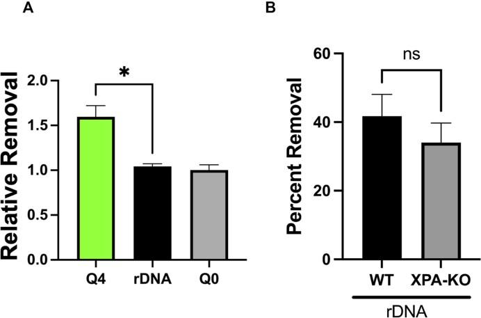 https://cdn.ncbi.nlm.nih.gov/pmc/blobs/23de/12311792/0ac4444eac50/gkaf720fig8.jpg