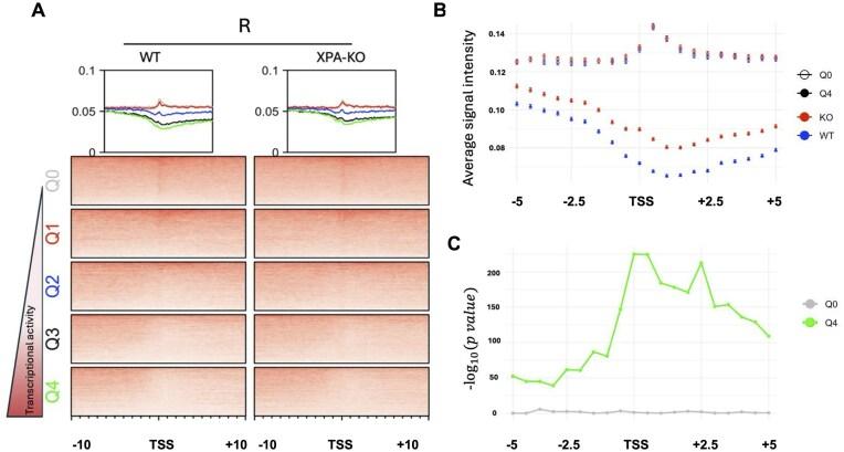 https://cdn.ncbi.nlm.nih.gov/pmc/blobs/23de/12311792/bc5e41905eaa/gkaf720fig5.jpg