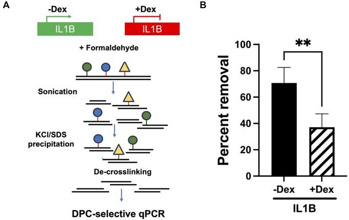 https://cdn.ncbi.nlm.nih.gov/pmc/blobs/23de/12311792/bcd40e54e753/gkaf720fig4.jpg