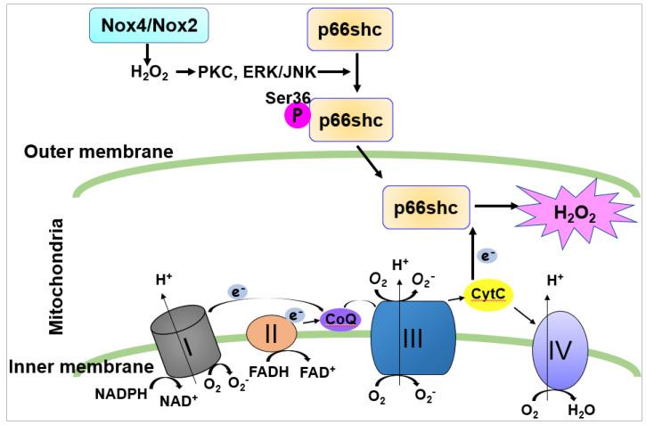 https://cdn.ncbi.nlm.nih.gov/pmc/blobs/23e5/7466096/9c10d8882c57/cells-09-01849-g005.jpg
