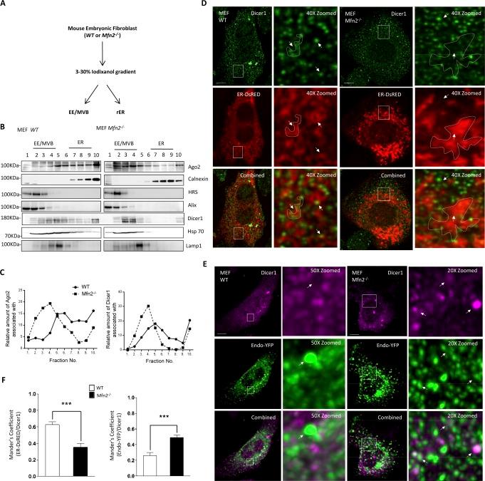https://cdn.ncbi.nlm.nih.gov/pmc/blobs/23ef/6998040/15b519e08502/LSA-2018-00161_FigS3.jpg