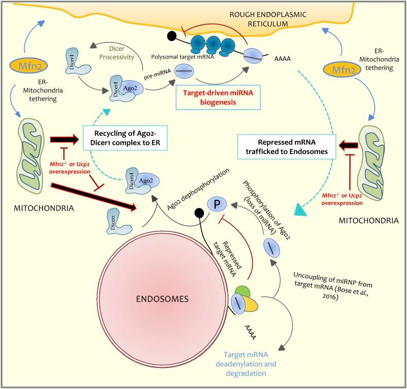 https://cdn.ncbi.nlm.nih.gov/pmc/blobs/23ef/6998040/a0ac2b6a96c8/LSA-2018-00161_Fig7.jpg