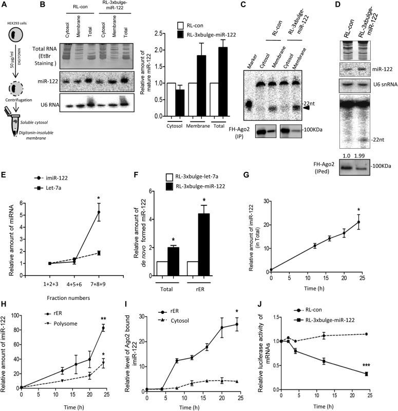 https://cdn.ncbi.nlm.nih.gov/pmc/blobs/23ef/6998040/ab9f09caf90d/LSA-2018-00161_Fig2.jpg