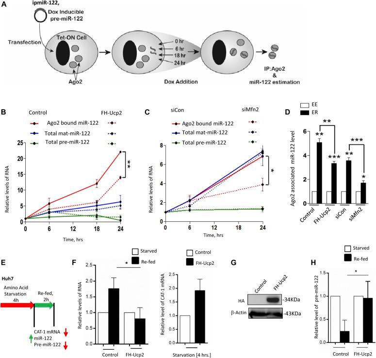https://cdn.ncbi.nlm.nih.gov/pmc/blobs/23ef/6998040/ad608b3864ce/LSA-2018-00161_Fig4.jpg