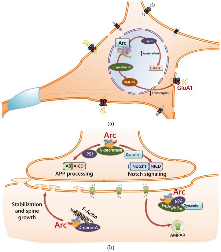 https://cdn.ncbi.nlm.nih.gov/pmc/blobs/242b/11763428/56a6aa404902/cells-14-00143-g002.jpg
