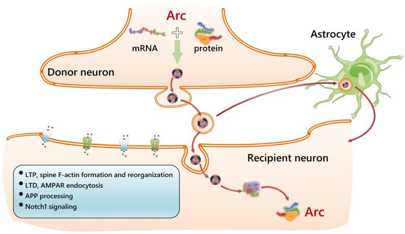 https://cdn.ncbi.nlm.nih.gov/pmc/blobs/242b/11763428/f3bffe3c4745/cells-14-00143-g004.jpg