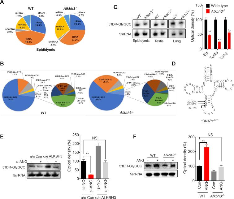 https://cdn.ncbi.nlm.nih.gov/pmc/blobs/2432/6411830/43c08b89389b/gky1250fig5.jpg