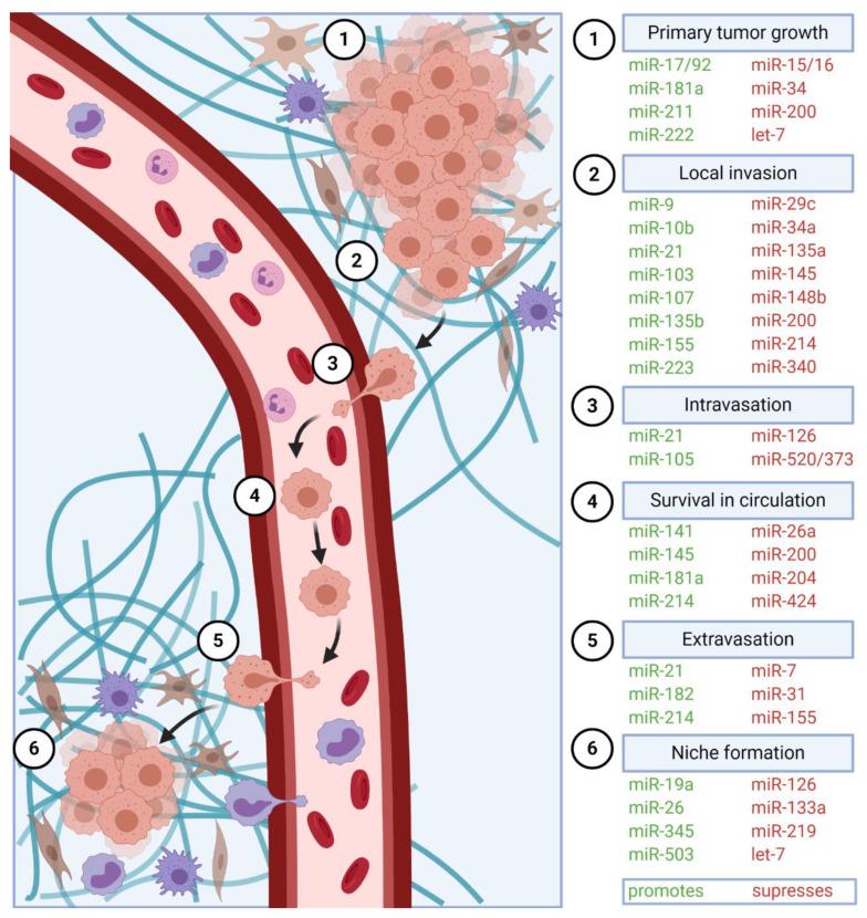 https://cdn.ncbi.nlm.nih.gov/pmc/blobs/2444/7763175/faefdbd72774/cancers-12-03709-g002.jpg