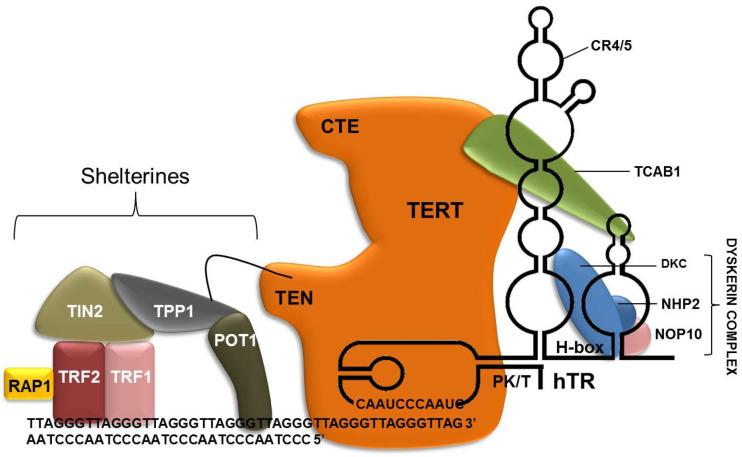 https://cdn.ncbi.nlm.nih.gov/pmc/blobs/245c/10048576/a39ba15bd5e0/genes-14-00691-g001.jpg