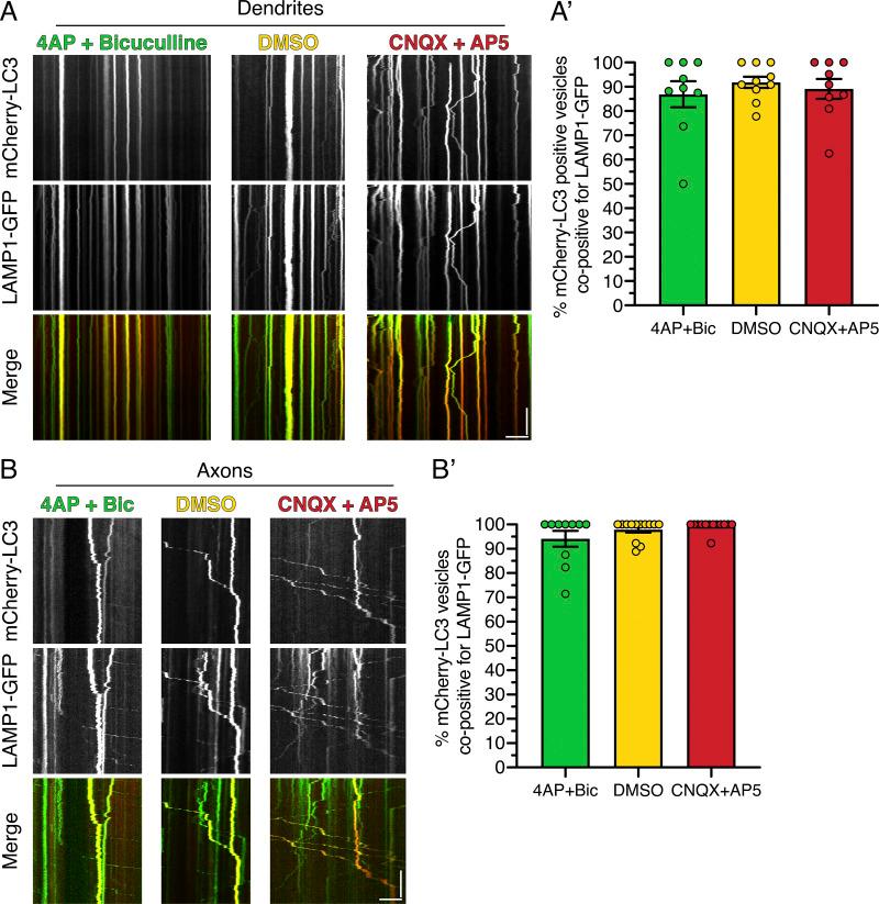 https://cdn.ncbi.nlm.nih.gov/pmc/blobs/246b/8020715/09d80affb625/JCB_202002084_FigS4.jpg