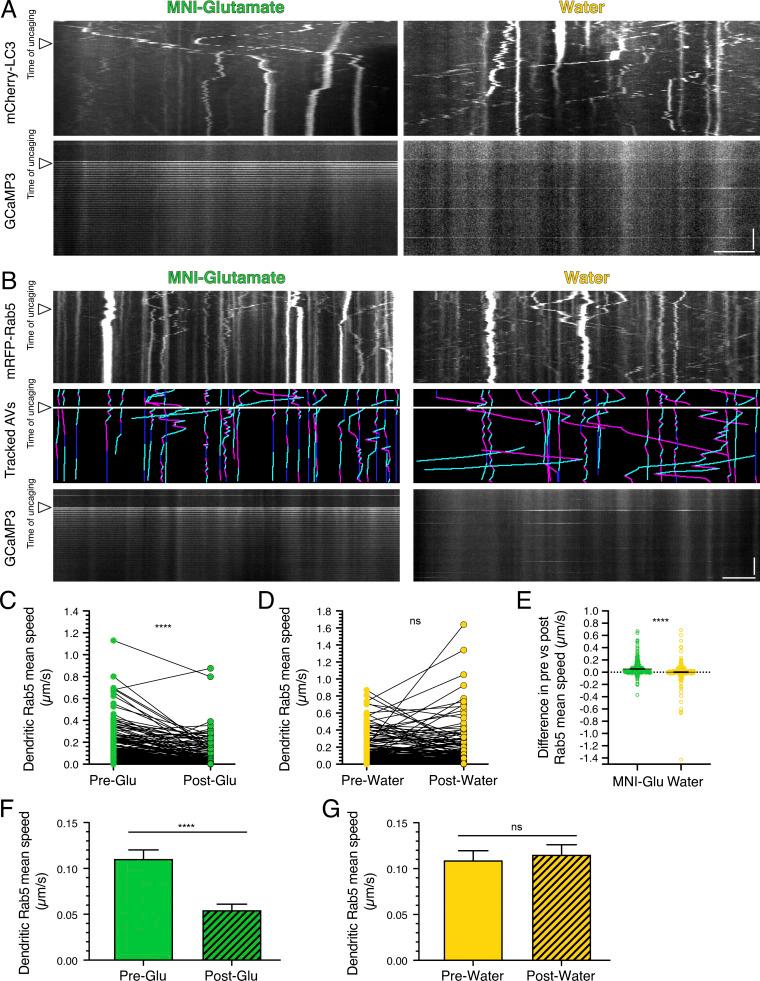 https://cdn.ncbi.nlm.nih.gov/pmc/blobs/246b/8020715/2ef72a5d4446/JCB_202002084_FigS3.jpg