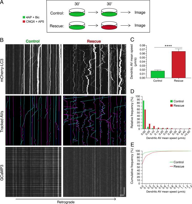 https://cdn.ncbi.nlm.nih.gov/pmc/blobs/246b/8020715/373a0ee59102/JCB_202002084_Fig4.jpg