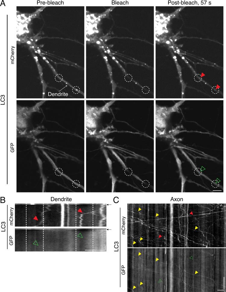 https://cdn.ncbi.nlm.nih.gov/pmc/blobs/246b/8020715/8b3fcd2704e6/JCB_202002084_FigS1.jpg