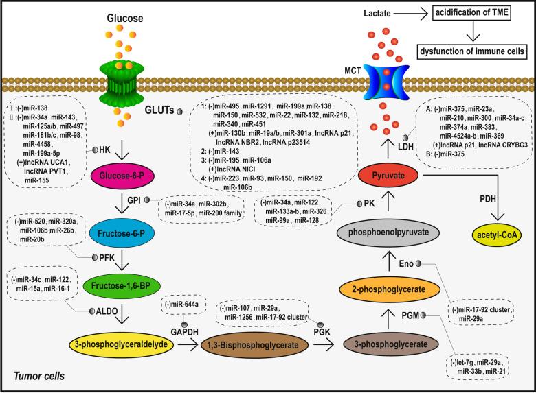 https://cdn.ncbi.nlm.nih.gov/pmc/blobs/2471/7305134/702bf122b054/41392_2020_194_Fig2_HTML.jpg