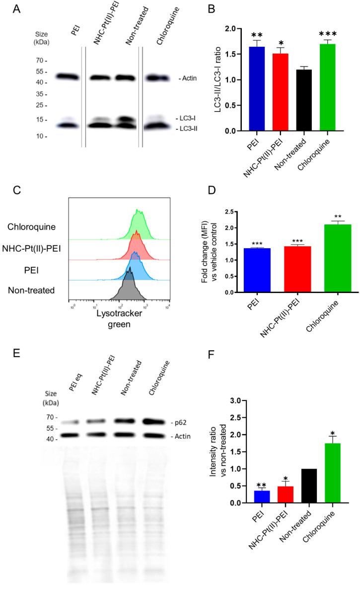 https://cdn.ncbi.nlm.nih.gov/pmc/blobs/2486/9599868/e88aa88f9deb/cancers-14-05057-g007.jpg