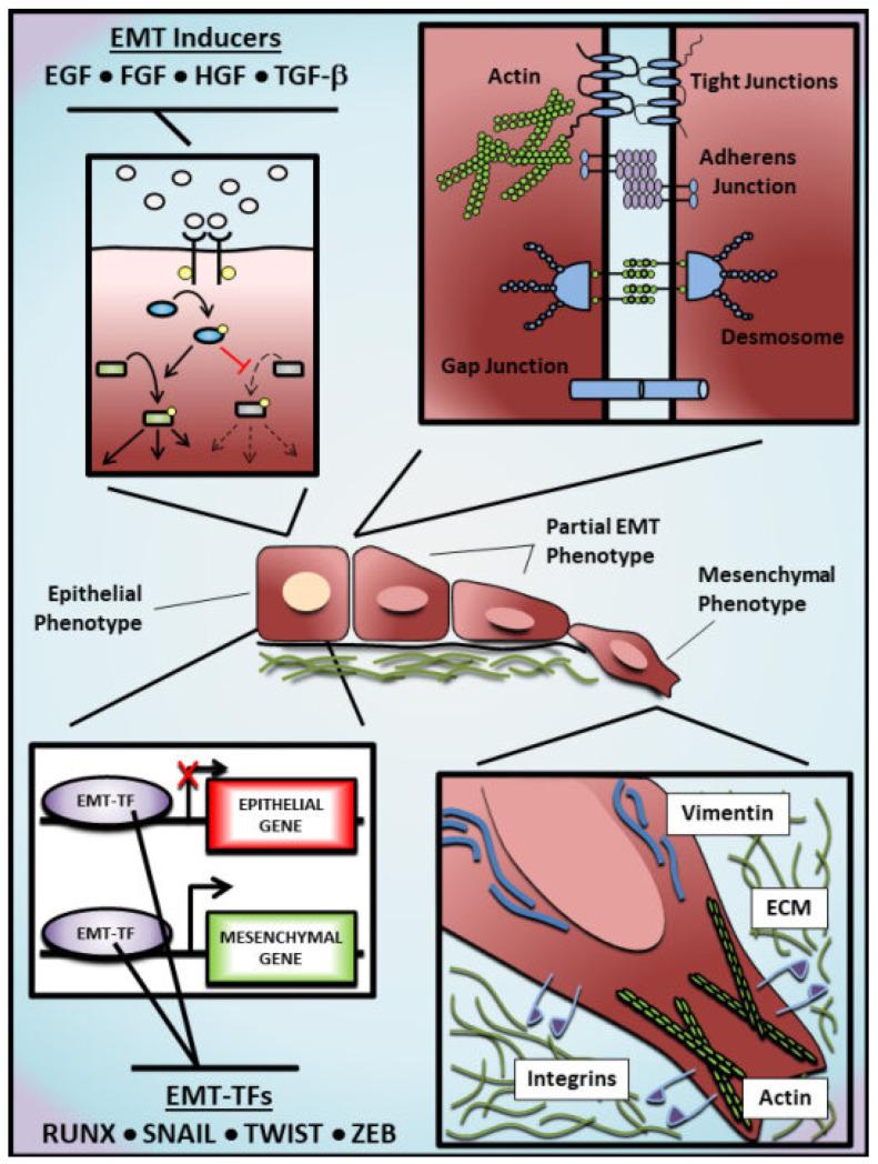 https://cdn.ncbi.nlm.nih.gov/pmc/blobs/24aa/10706093/af23a1459302/cells-12-02740-g001.jpg