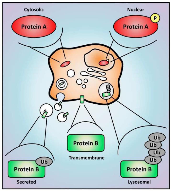 https://cdn.ncbi.nlm.nih.gov/pmc/blobs/24aa/10706093/c76816de5a03/cells-12-02740-g003.jpg