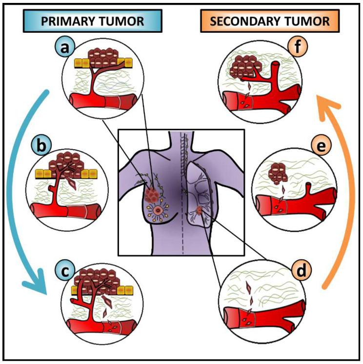https://cdn.ncbi.nlm.nih.gov/pmc/blobs/24aa/10706093/eec265217f0c/cells-12-02740-g002.jpg