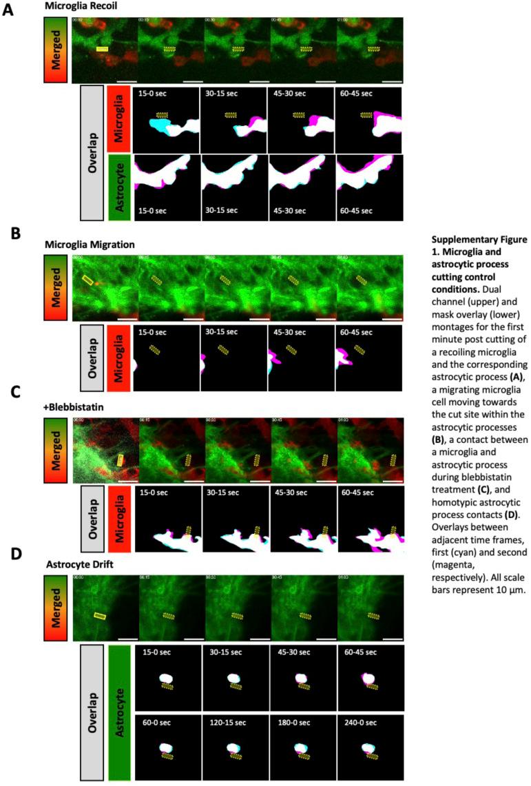 https://cdn.ncbi.nlm.nih.gov/pmc/blobs/24ac/11487088/3758e3ba49bf/LSA-2024-03052_FigS4.jpg