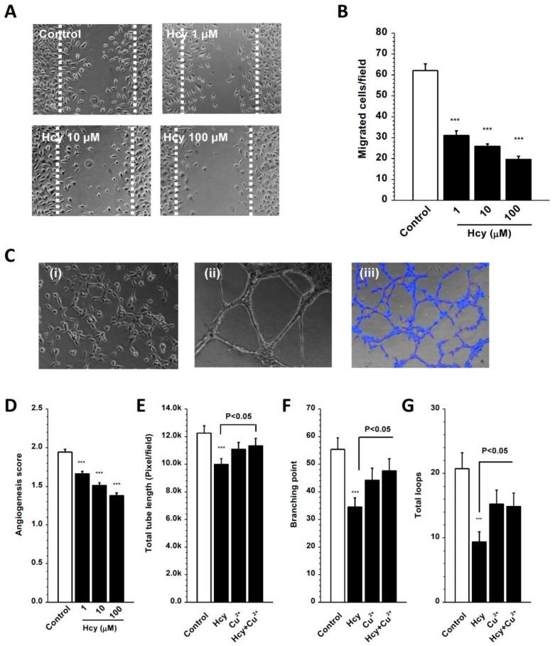 https://cdn.ncbi.nlm.nih.gov/pmc/blobs/24b3/10296383/201ddf32de31/biomolecules-13-00952-g008.jpg
