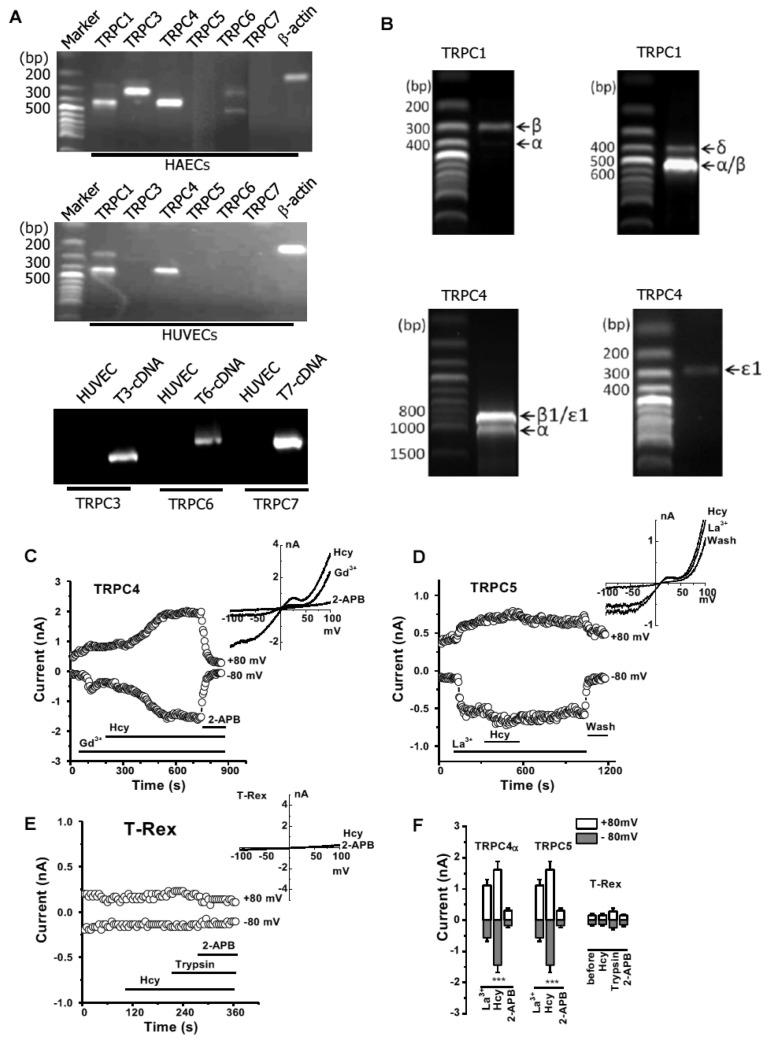 https://cdn.ncbi.nlm.nih.gov/pmc/blobs/24b3/10296383/d2930a7233c1/biomolecules-13-00952-g002.jpg