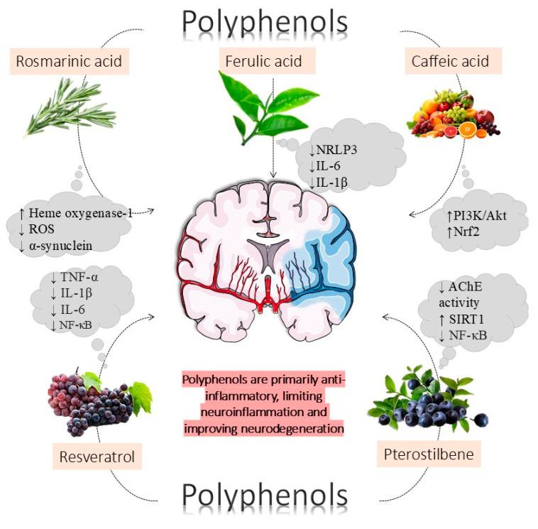 https://cdn.ncbi.nlm.nih.gov/pmc/blobs/24be/11857241/454655a61492/metabolites-15-00124-g003.jpg