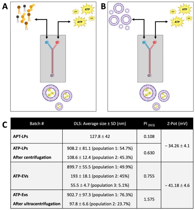 https://cdn.ncbi.nlm.nih.gov/pmc/blobs/24f7/11990007/24a5946dabc3/ijms-26-03424-g003.jpg