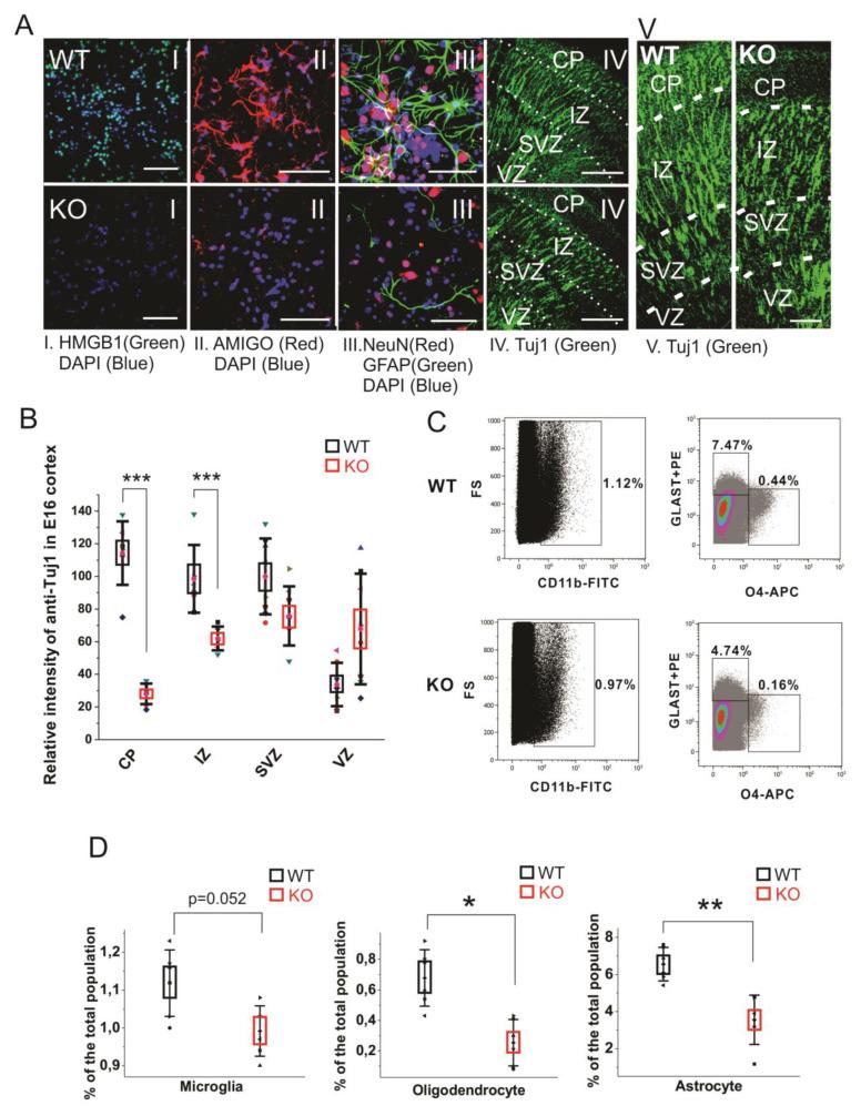 https://cdn.ncbi.nlm.nih.gov/pmc/blobs/2517/7407245/111f00db4252/cells-09-01714-g004.jpg