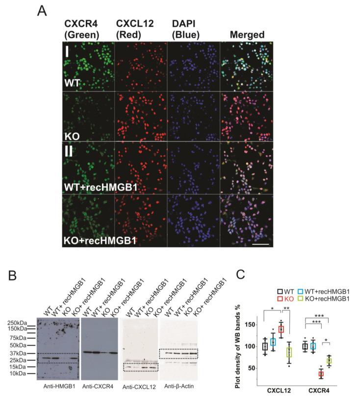 https://cdn.ncbi.nlm.nih.gov/pmc/blobs/2517/7407245/6a8e3bd4682a/cells-09-01714-g005.jpg