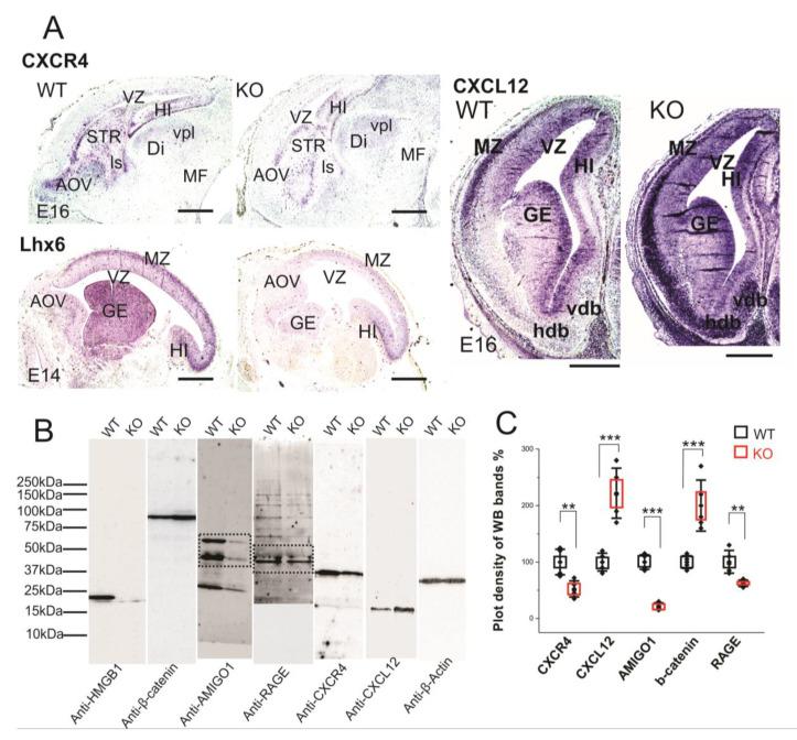 https://cdn.ncbi.nlm.nih.gov/pmc/blobs/2517/7407245/9a4b146ecc28/cells-09-01714-g006.jpg