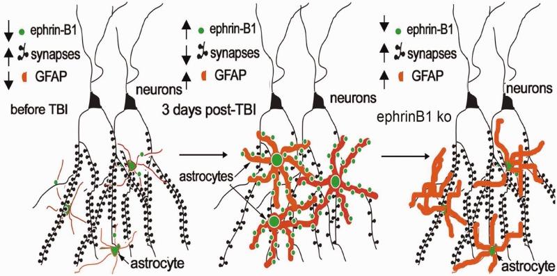https://cdn.ncbi.nlm.nih.gov/pmc/blobs/253f/4774052/08d991de043c/10.1177_1759091416630220-fig8.jpg