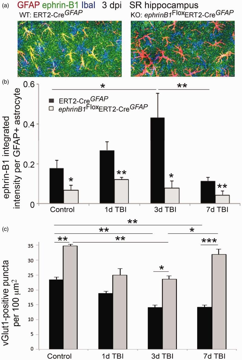 https://cdn.ncbi.nlm.nih.gov/pmc/blobs/253f/4774052/884f953b0677/10.1177_1759091416630220-fig5.jpg