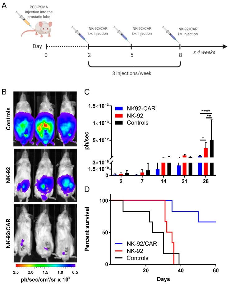 https://cdn.ncbi.nlm.nih.gov/pmc/blobs/2543/7349573/bfc3690d5f5f/cells-09-01382-g006.jpg