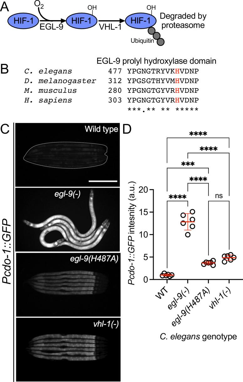 https://cdn.ncbi.nlm.nih.gov/pmc/blobs/254e/10942545/1e36cf568930/elife-89173-fig5.jpg