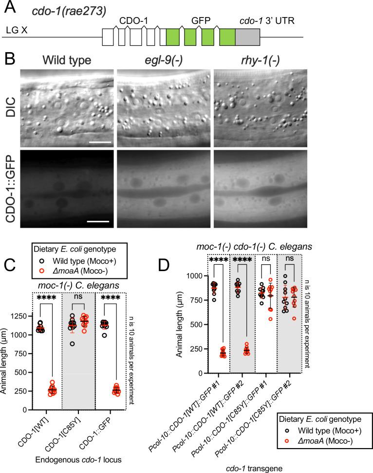 https://cdn.ncbi.nlm.nih.gov/pmc/blobs/254e/10942545/7db4069a9fde/elife-89173-fig4.jpg
