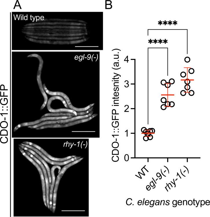 https://cdn.ncbi.nlm.nih.gov/pmc/blobs/254e/10942545/cccbcc94736a/elife-89173-fig4-figsupp2.jpg