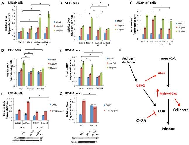 https://cdn.ncbi.nlm.nih.gov/pmc/blobs/257e/5216801/38e531a61f11/oncotarget-07-46321-g005.jpg