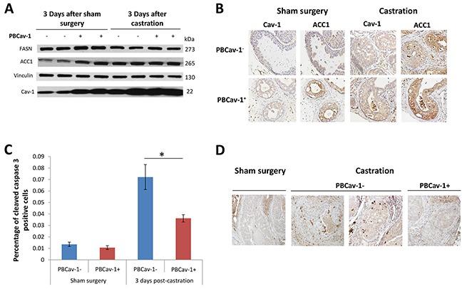 https://cdn.ncbi.nlm.nih.gov/pmc/blobs/257e/5216801/df24044b3723/oncotarget-07-46321-g003.jpg