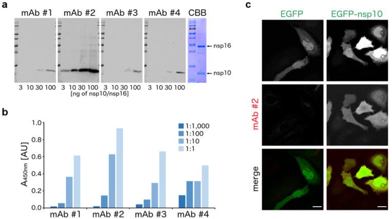 https://cdn.ncbi.nlm.nih.gov/pmc/blobs/258e/8402843/0bd8f71550e3/viruses-13-01487-g001.jpg